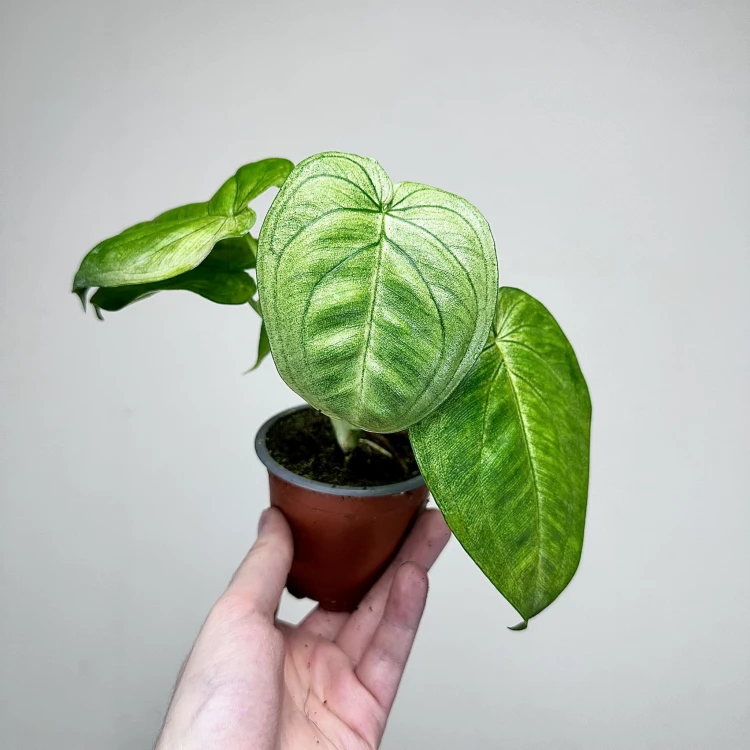 Syngonium Ice Frost Zroślicha P9 #5