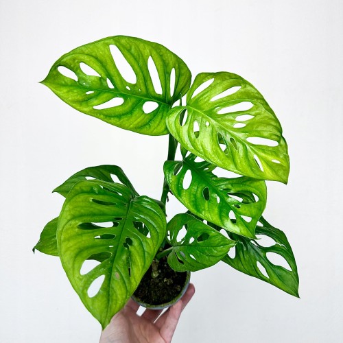 Monstera Adansonii Monkey Mask P9 #1