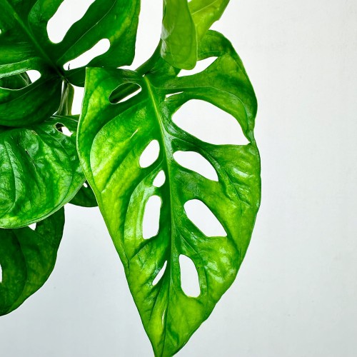 Monstera Adansonii Monkey Mask P9 #2