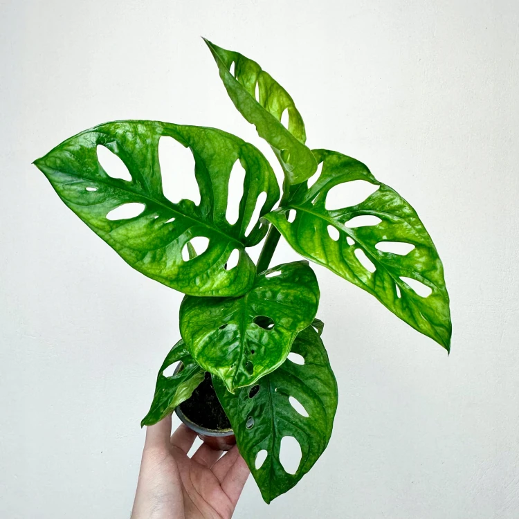 Monstera Adansonii Monkey Mask P9 #3