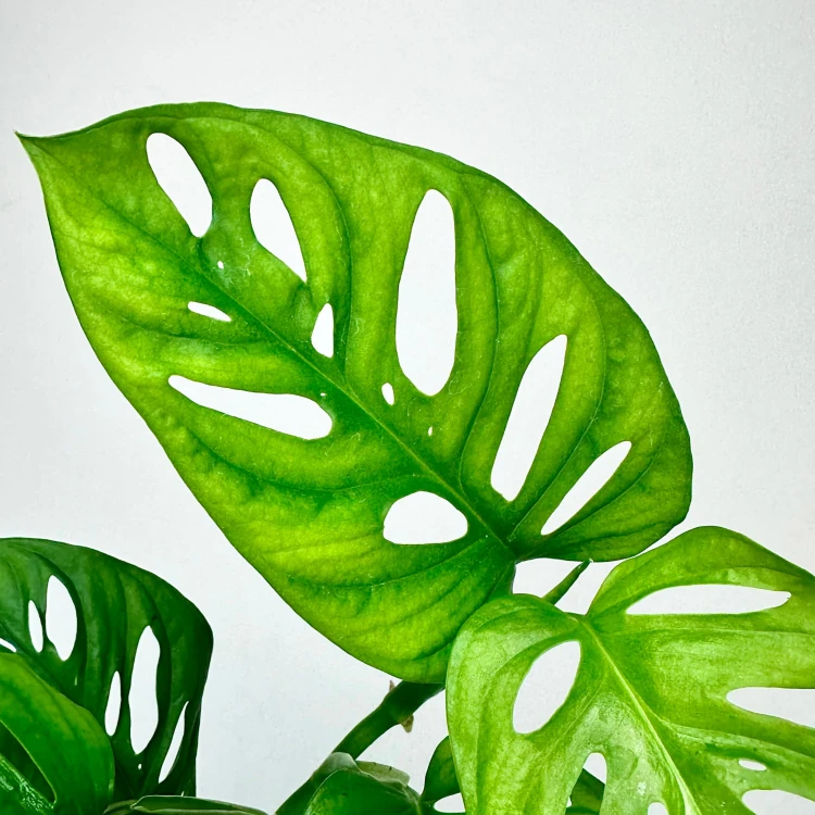 Monstera Adansonii Monkey Mask P9 #4