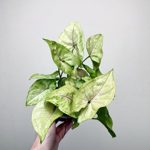 Syngonium Matcha Sprinkle Zroślicha P9 #2