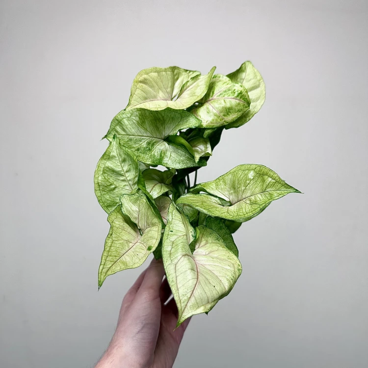Syngonium Matcha Sprinkle Zroślicha P9 #5