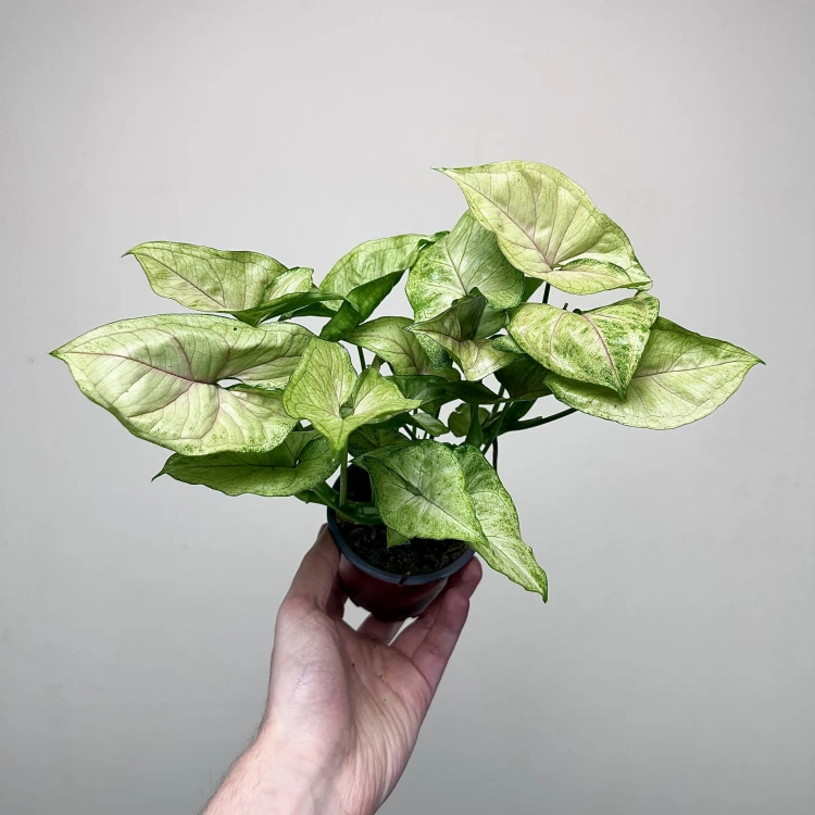 Syngonium Matcha Sprinkle Zroślicha P9 #6