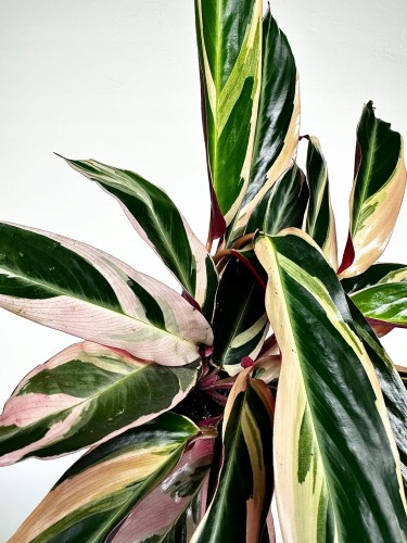 Stromanthe sanguinea Triostar P11 #1