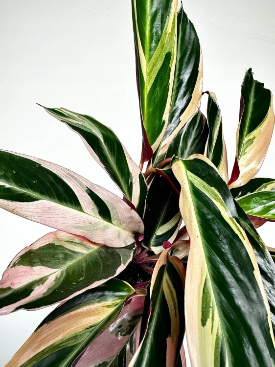Stromanthe sanguinea Triostar P11 #1