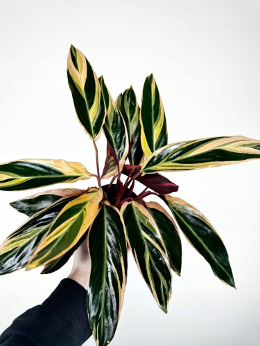 Stromanthe sanguinea Triostar P11 #2
