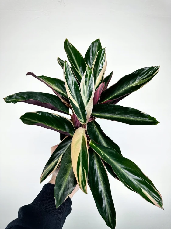 Stromanthe sanguinea Triostar P11 #3