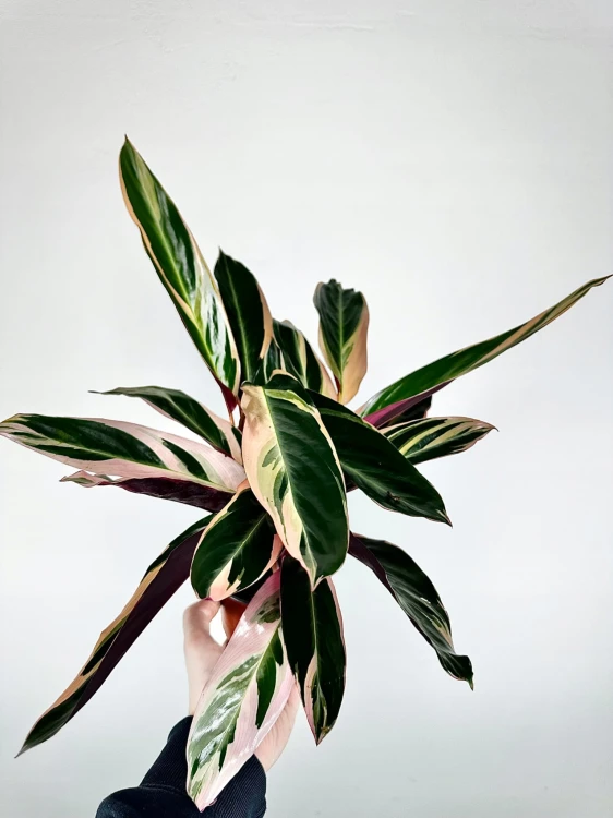 Stromanthe sanguinea Triostar P11 #5