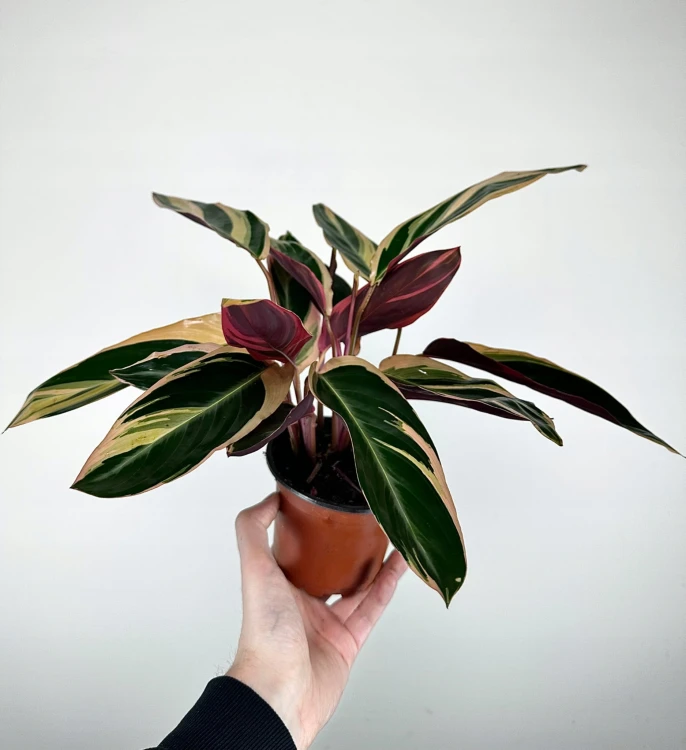 Stromanthe sanguinea Triostar P11 #6