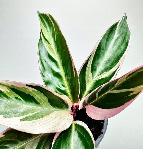 Stromanthe sanguinea Triostar P9 #2