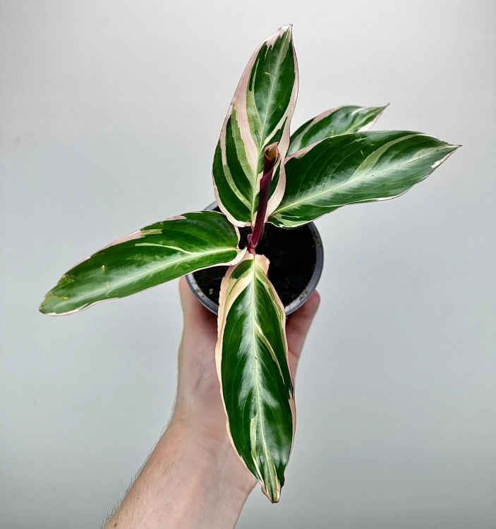 Stromanthe sanguinea Triostar P9 #3