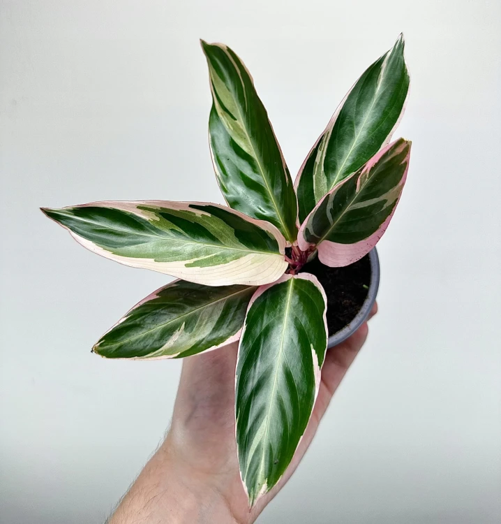 Stromanthe sanguinea Triostar P9 #4