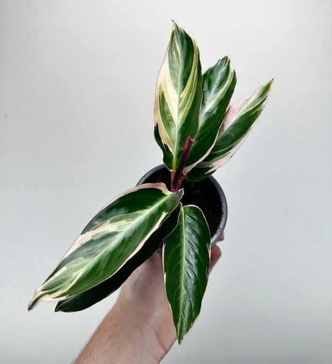 Stromanthe sanguinea Triostar P9 #5
