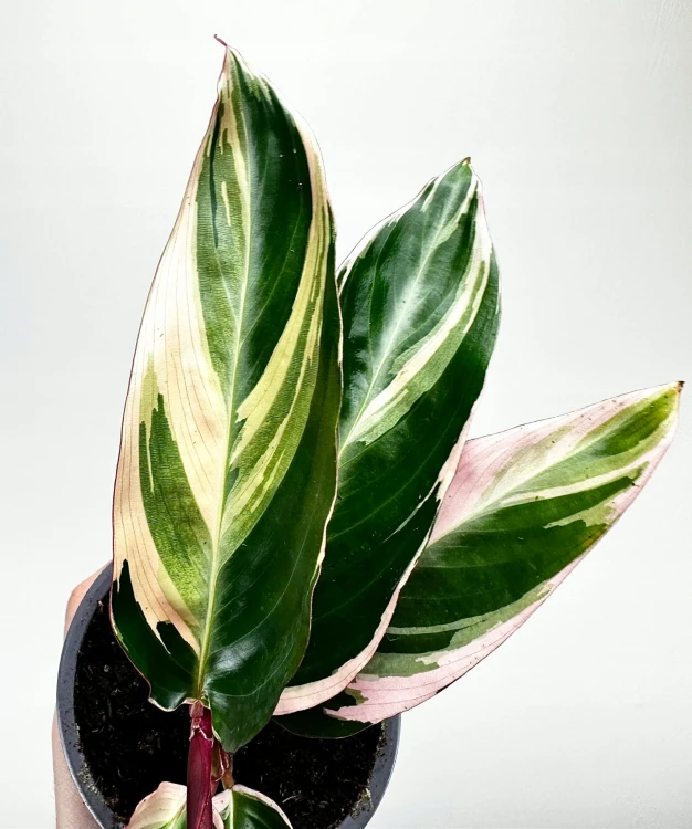 Stromanthe sanguinea Triostar P9 #6