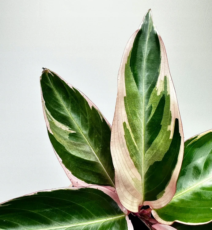 Stromanthe sanguinea Triostar P9 #7