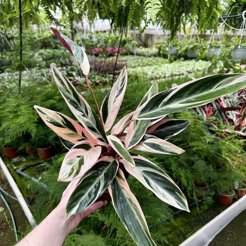 Stromanthe sanguinea Triostar P14 #1