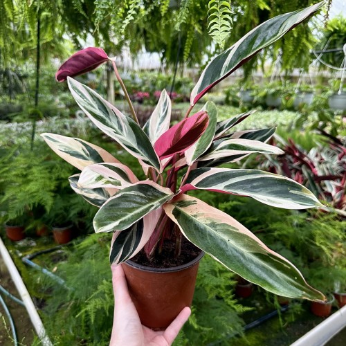 Stromanthe sanguinea Triostar P14 #2