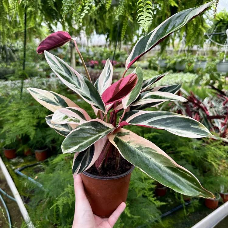 Stromanthe sanguinea Triostar P14 #2