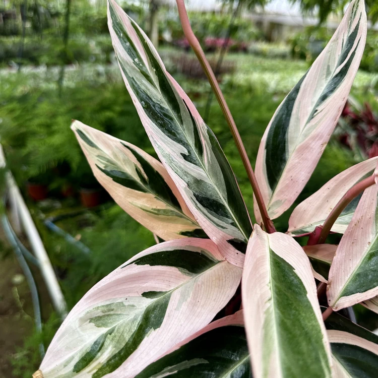 Stromanthe sanguinea Triostar P14 #3
