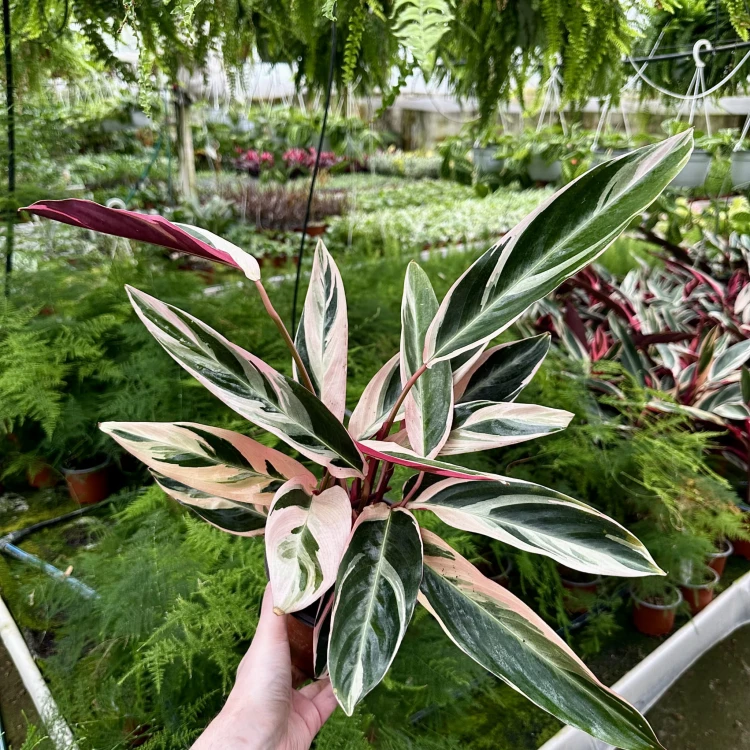 Stromanthe sanguinea Triostar P14 #4