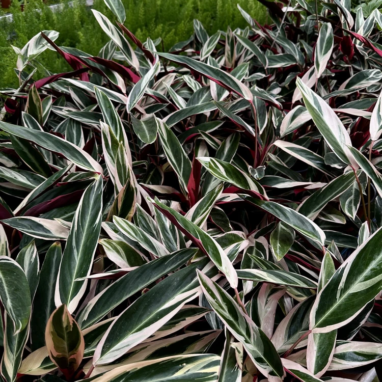 Stromanthe sanguinea Triostar P14 #5