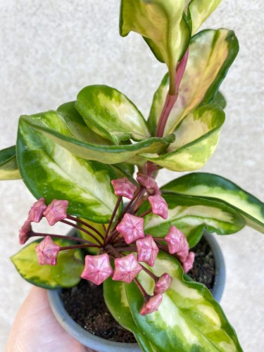 Hoya carnosa Tricolor Hoja P9 #1