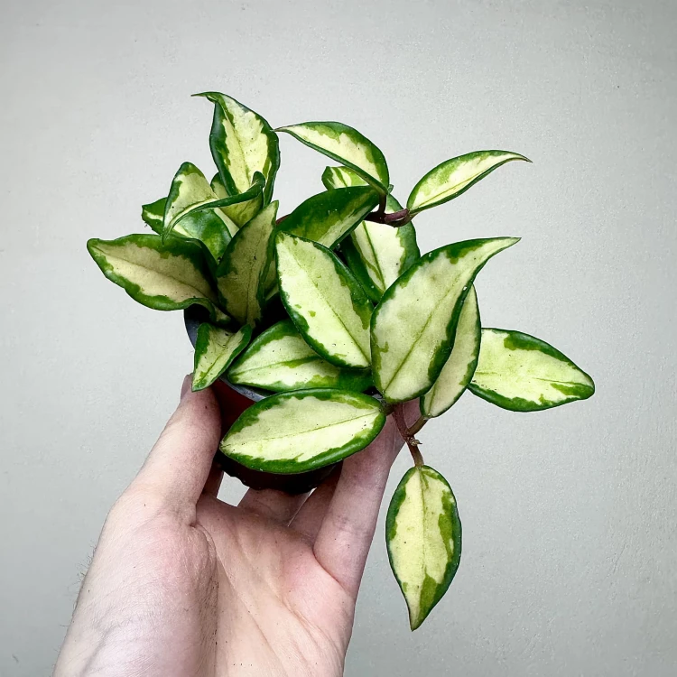 Hoya carnosa Tricolor Hoja P9 #2