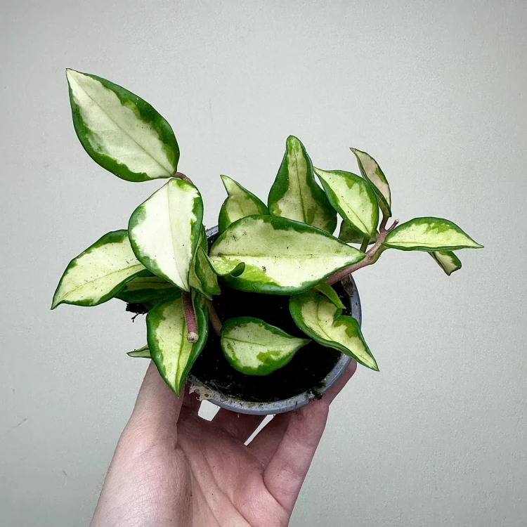 Hoya carnosa Tricolor Hoja P9 #3