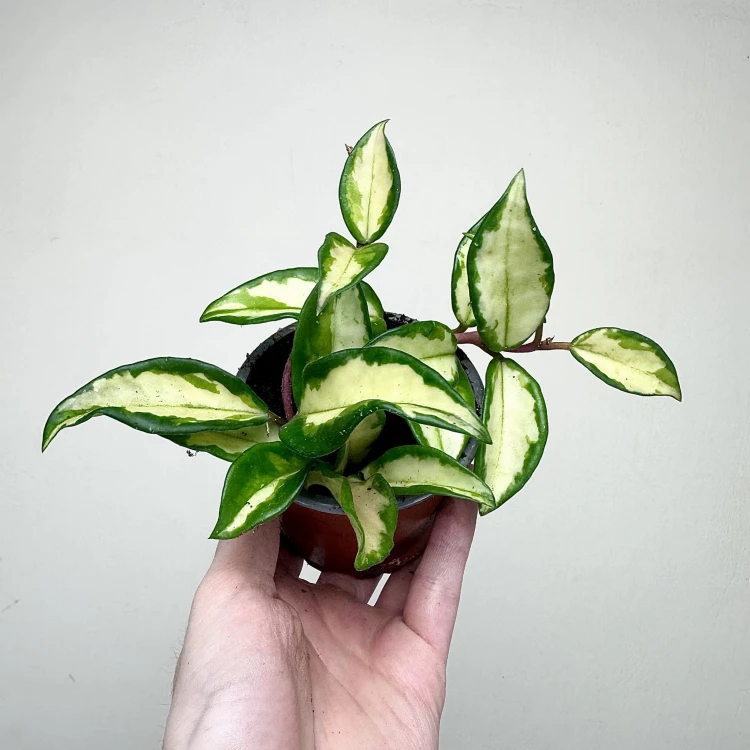Hoya carnosa Tricolor Hoja P9 #4