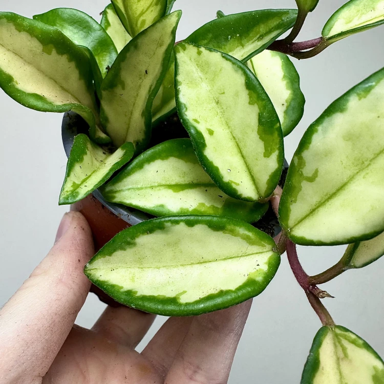 Hoya carnosa Tricolor Hoja P9 #5