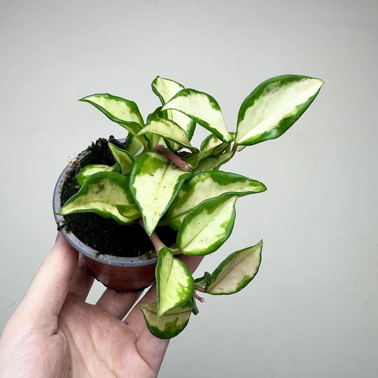 Hoya carnosa Tricolor Hoja P9 #6