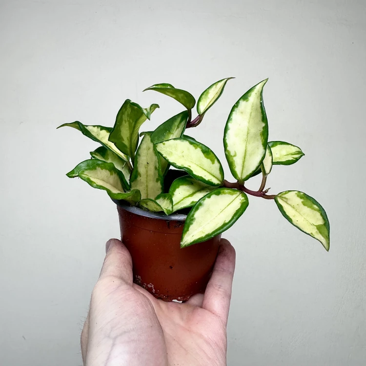 Hoya carnosa Tricolor Hoja P9 #7