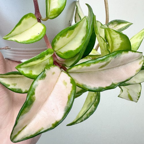 Hoya carnosa Tricolor Hoja P15 wisząca #2
