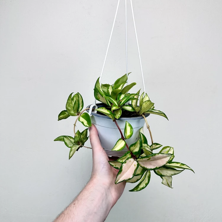 Hoya carnosa Tricolor Hoja P15 wisząca #4