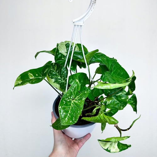 Syngonium Panda Zroślicha P17 wisząca #1
