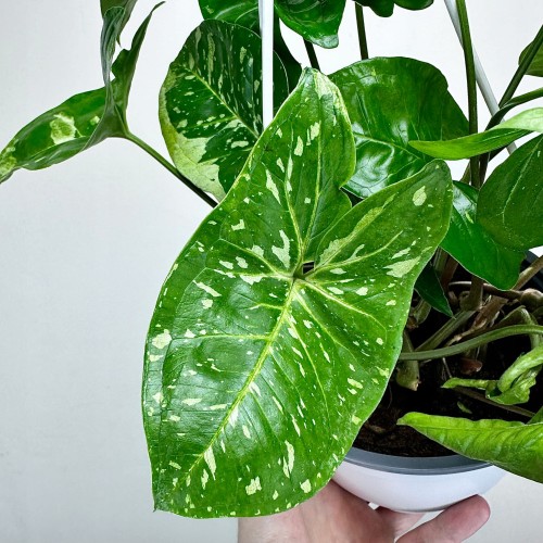 Syngonium Panda Zroślicha P17 wisząca #2
