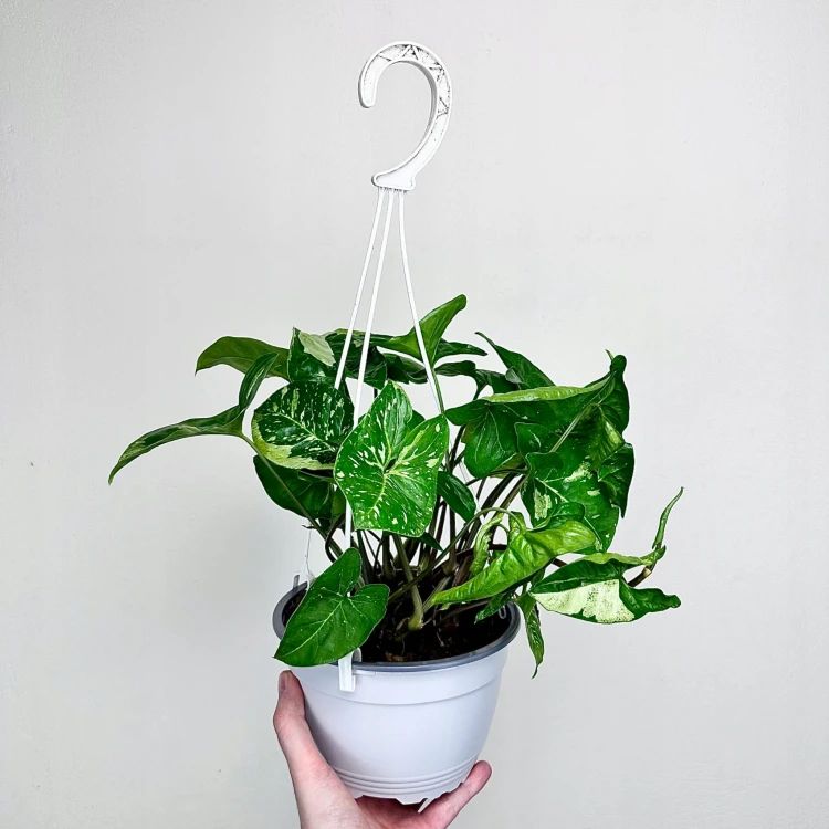 Syngonium Panda Zroślicha P17 wisząca #3