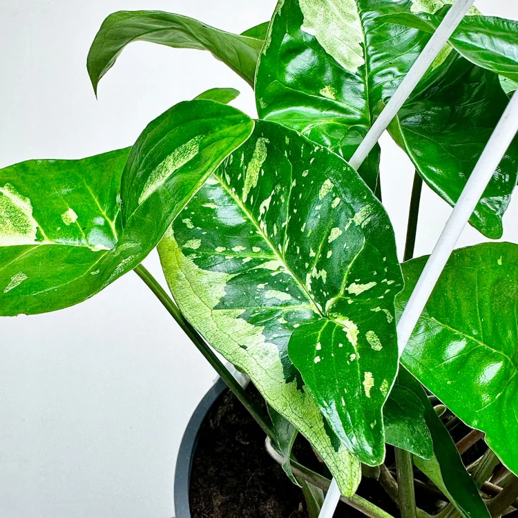 Syngonium Panda Zroślicha P17 wisząca #4