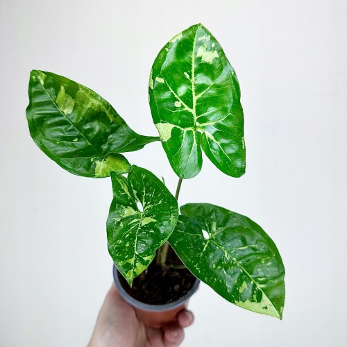 Syngonium Panda Zroślicha P9 #1