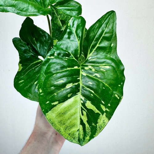 Syngonium Panda Zroślicha P9 #2