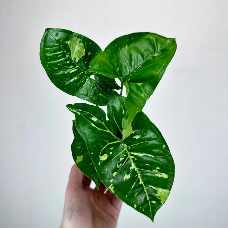 Syngonium Panda Zroślicha P9 #3