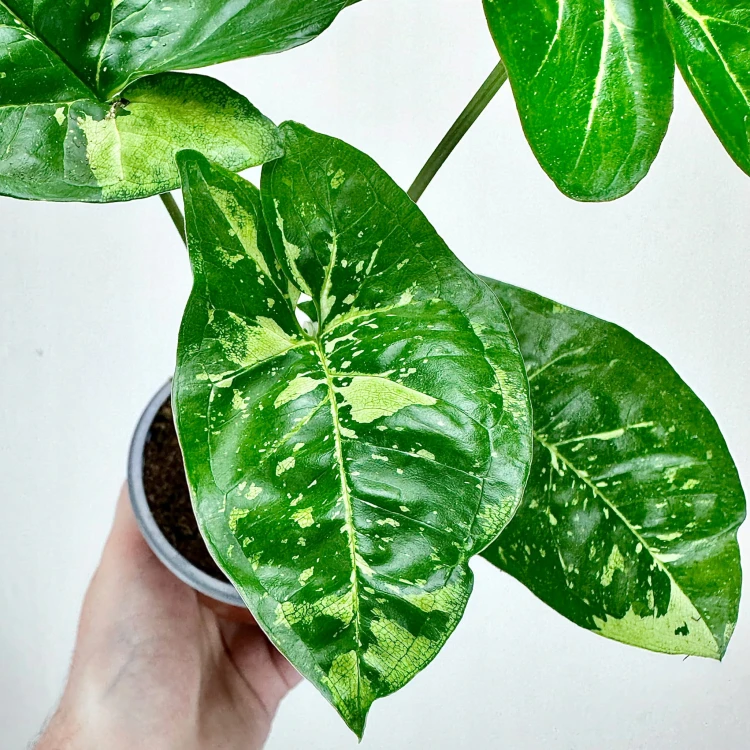 Syngonium Panda Zroślicha P9 #4