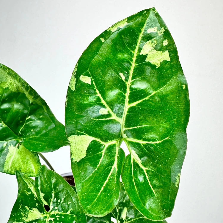 Syngonium Panda Zroślicha P9 #5