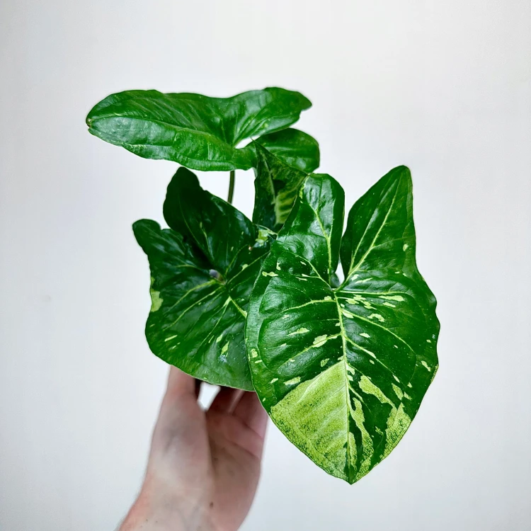 Syngonium Panda Zroślicha P9 #6
