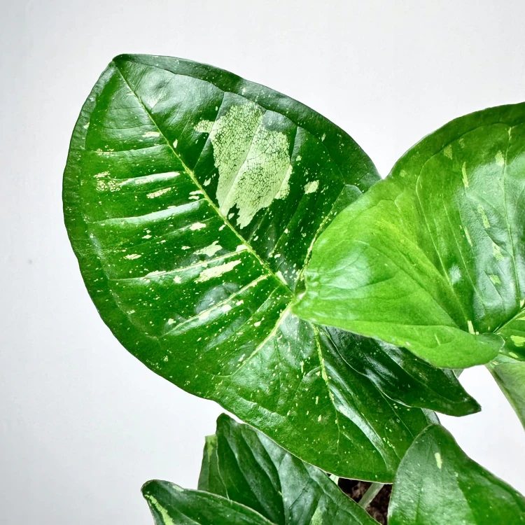 Syngonium Panda Zroślicha P9 #7