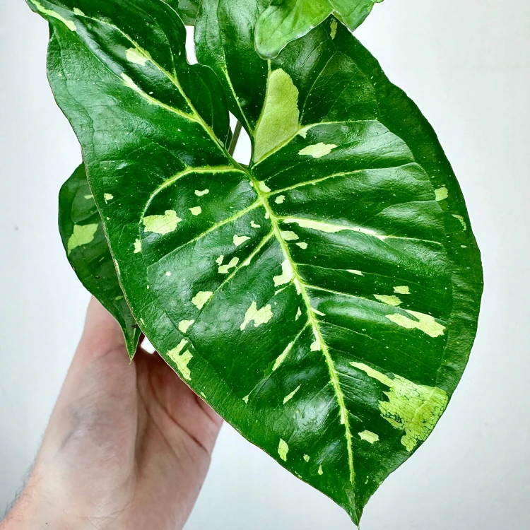 Syngonium Panda Zroślicha P9 #8