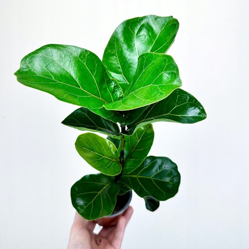 Ficus Lyrata Bambino Fikus Dębolistny Figowiec P9 #1