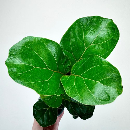 Ficus Lyrata Bambino Fikus Dębolistny Figowiec P9 #2