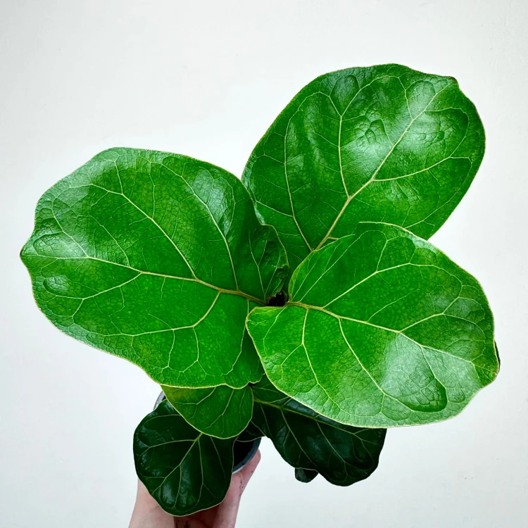 Ficus Lyrata Bambino Fikus Dębolistny Figowiec P9 #2